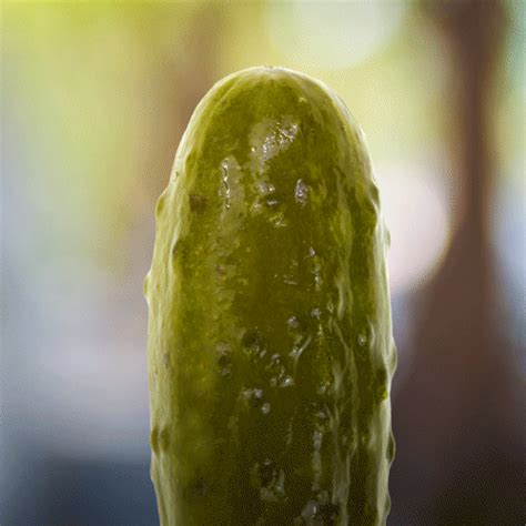 pickles gif